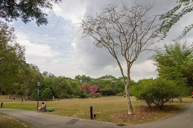 Singapore Botanic Gardens — view 2.