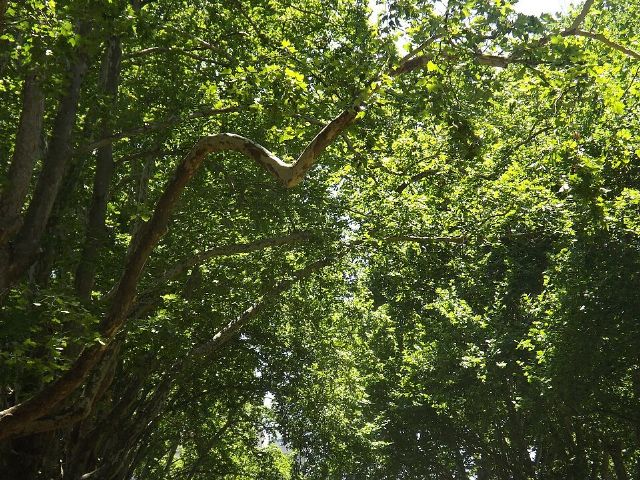 Carlton Gardens — view 3.