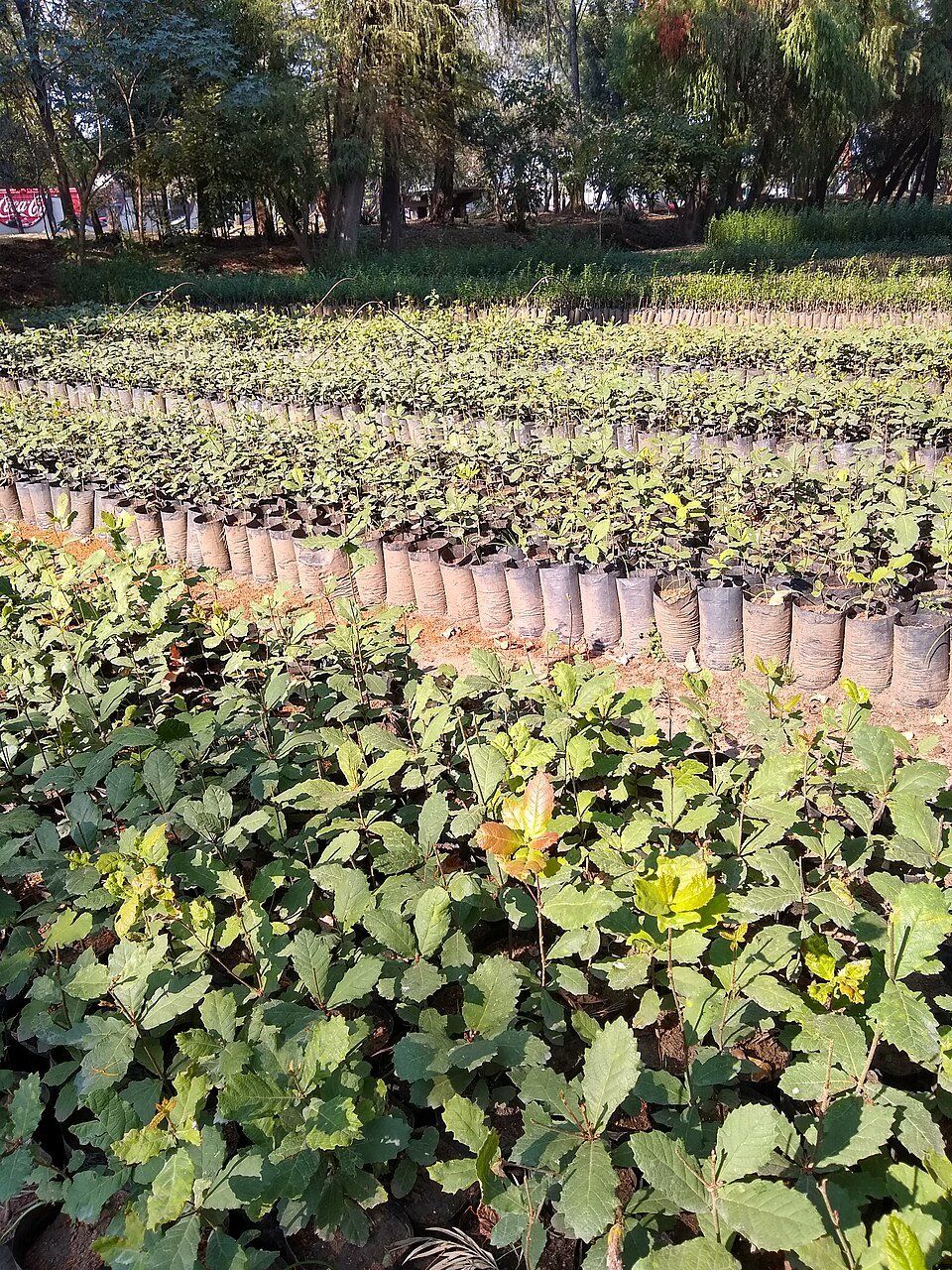 Viveros de Coyoacán — view 1.