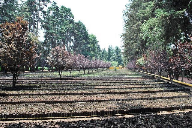 Viveros de Coyoacán — view 2.