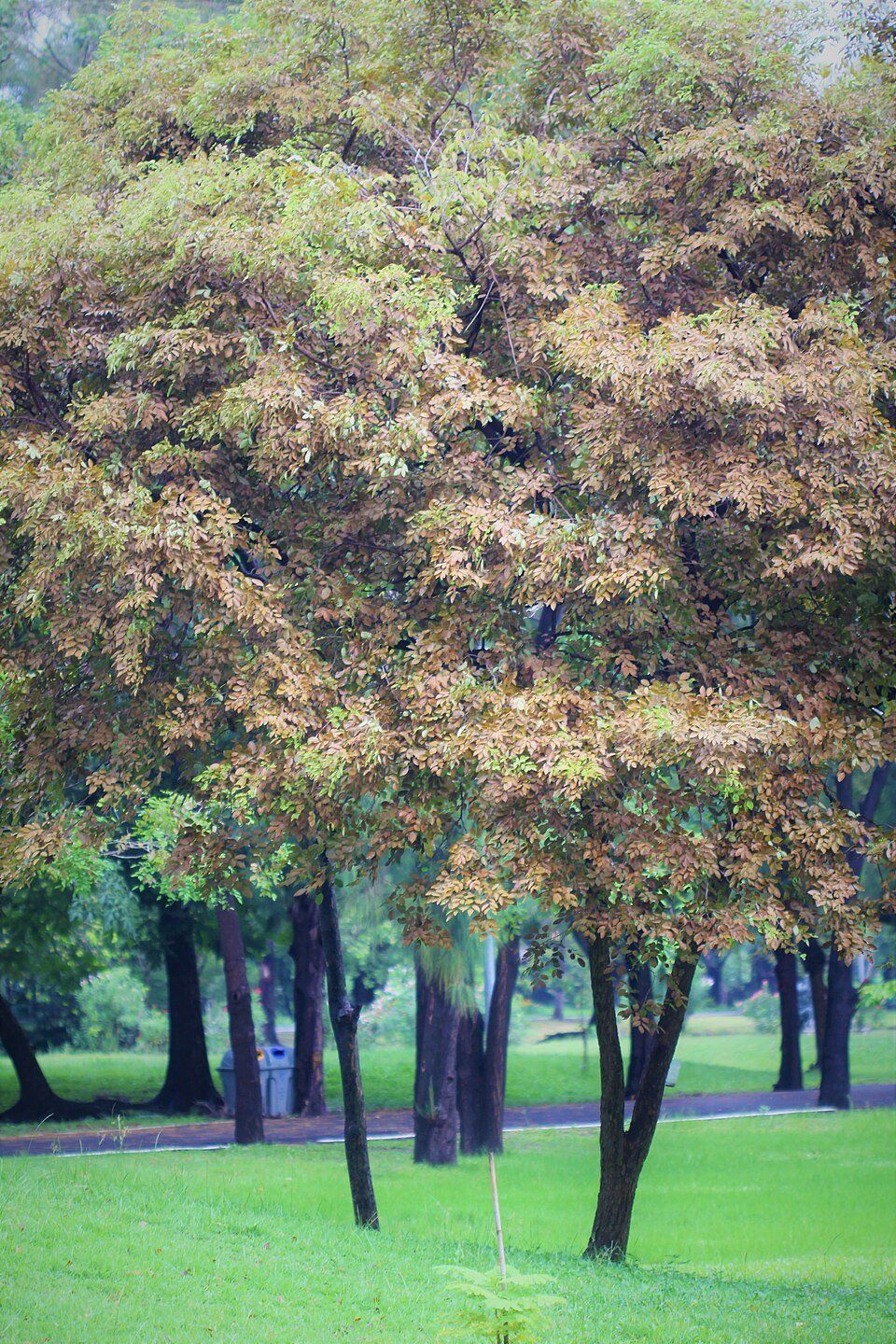 Wachirabenchathat Park — view 1.