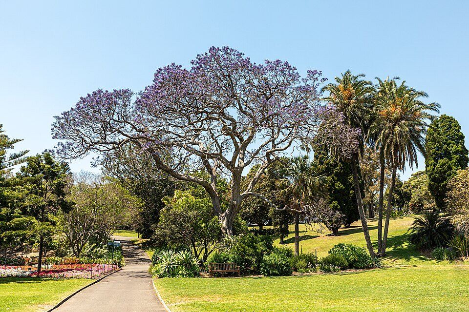 Royal Botanic Garden Sydney — view 1.