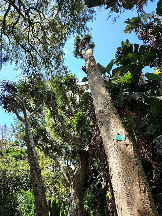 Arderne Gardens — view 2.