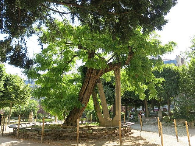 Square René-Viviani — view 2.