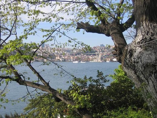 Fethi Pasha Grove — view 2.