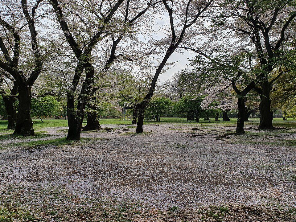 Yoyogi Park — view 1.