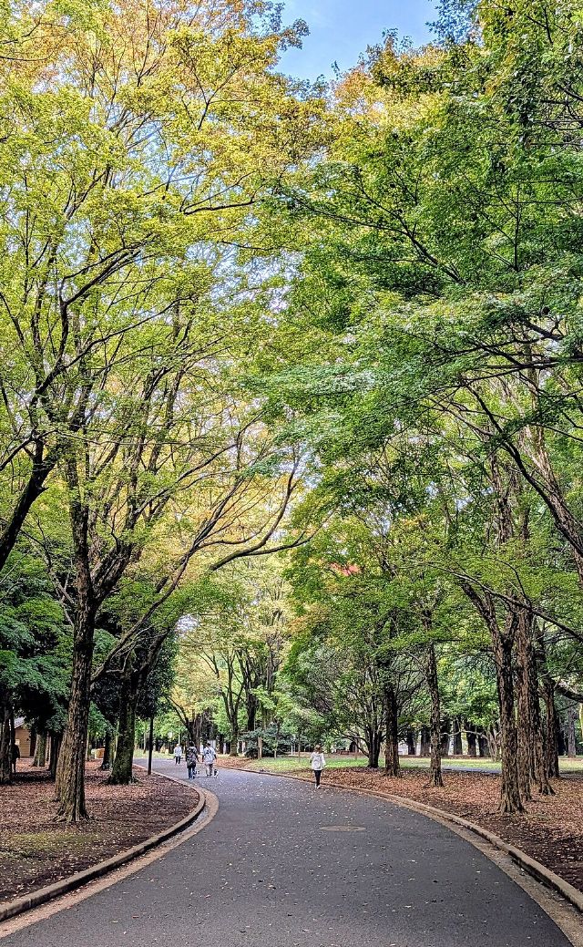 Yoyogi Park — view 2.