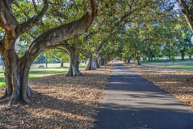 Fawkner Park — view 2.