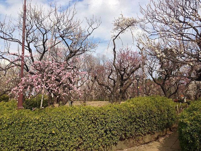 Hanegi Park — view 2.