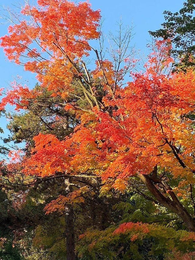 Withrow Park — view 3.