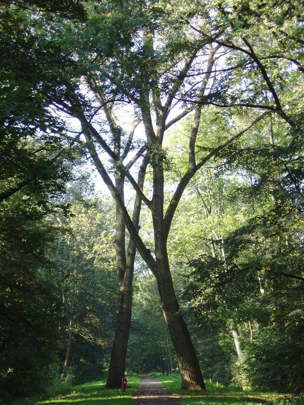 Vliegenbos — view 1.