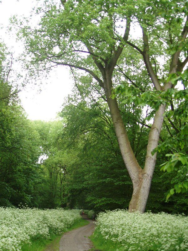 Vliegenbos — view 3.