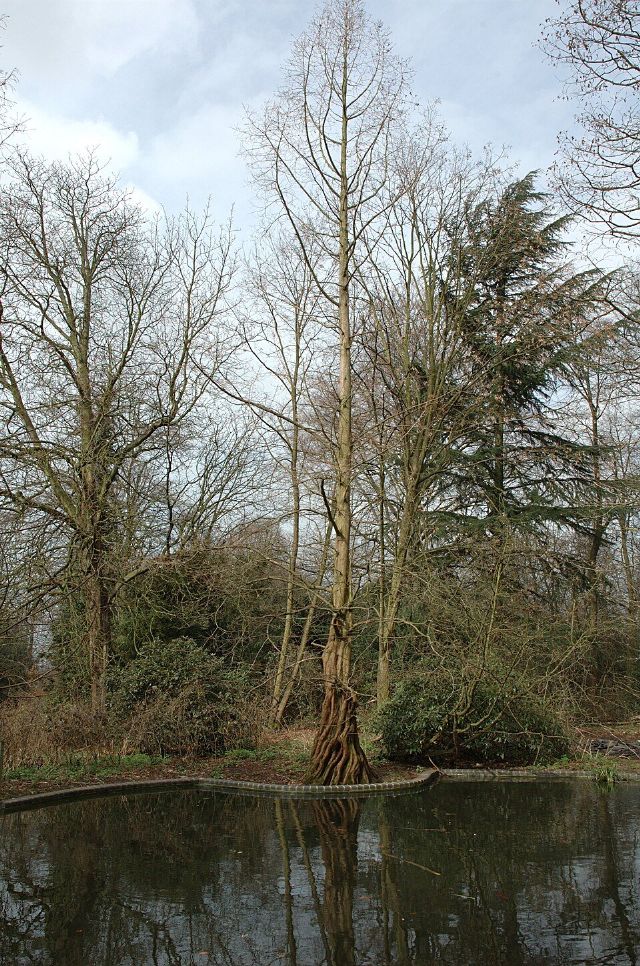 Holland Park — view 2.
