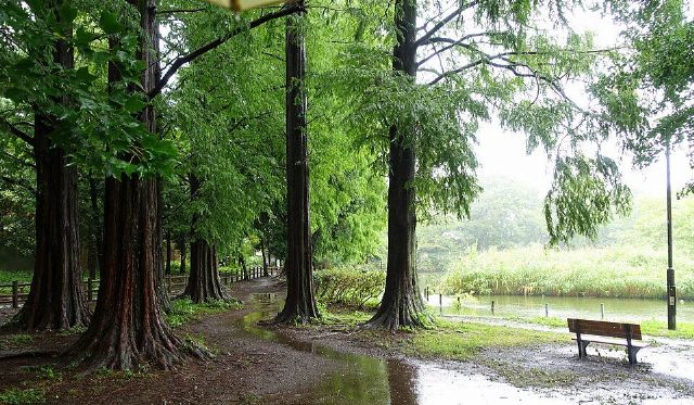 Zenpukuji Park — view 3.