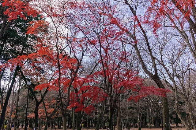 Inokashira Park — view 2.
