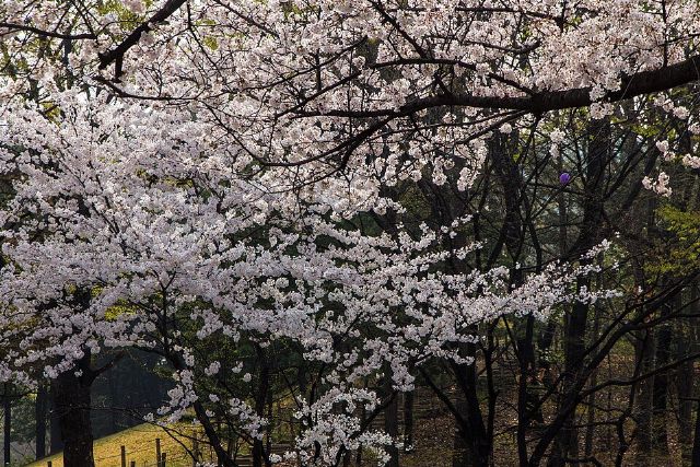 Yeouido Park — view 2.