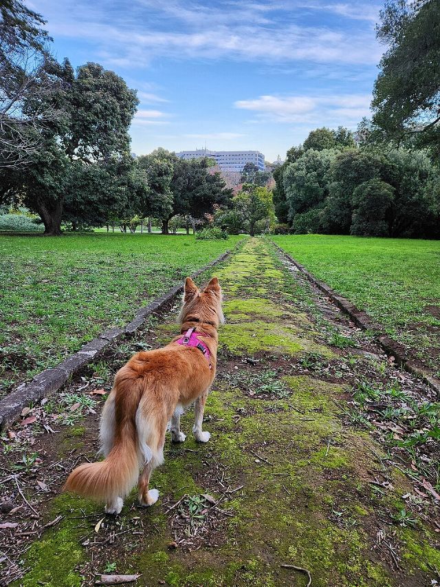 Wynberg Park — view 3.
