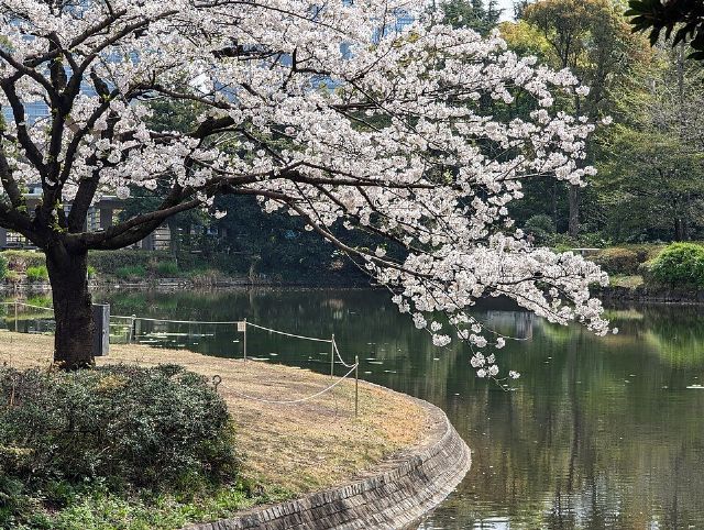Kitanomaru Park — view 2.