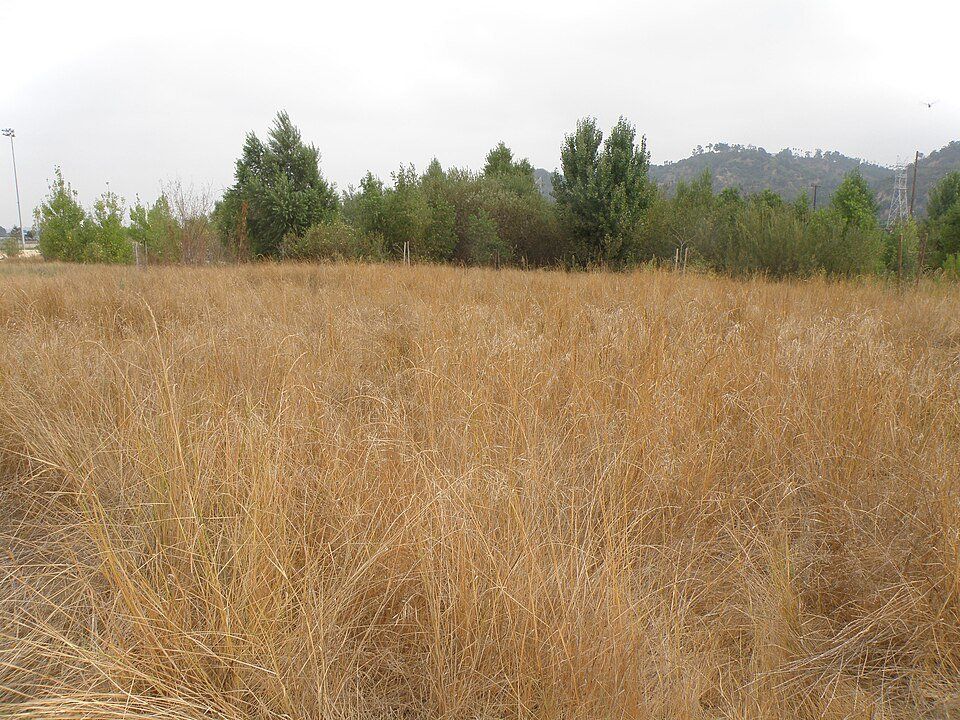 Rio de Los Angeles State Park — view 1.