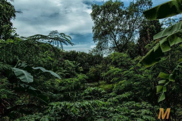 Queen Sirikit Park — view 2.